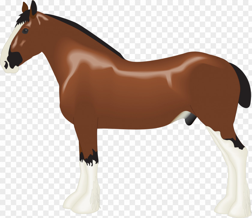 Horse Clydesdale Albanian Draft Clip Art PNG