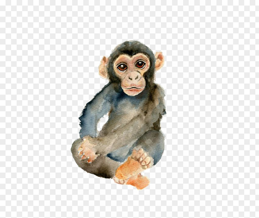 Monkey PNG clipart PNG