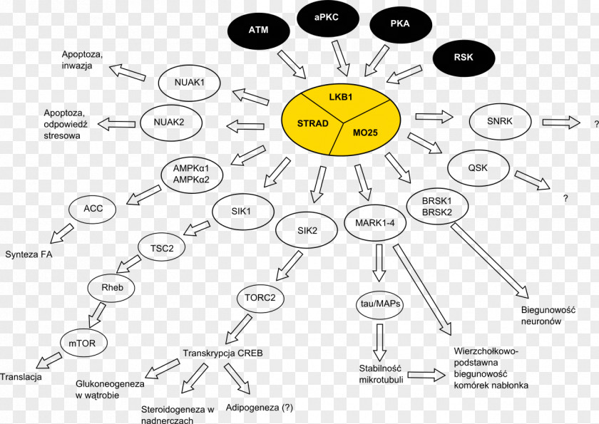 Pathway STK11 Metformin Post-translational Modification Cancer Protein PNG