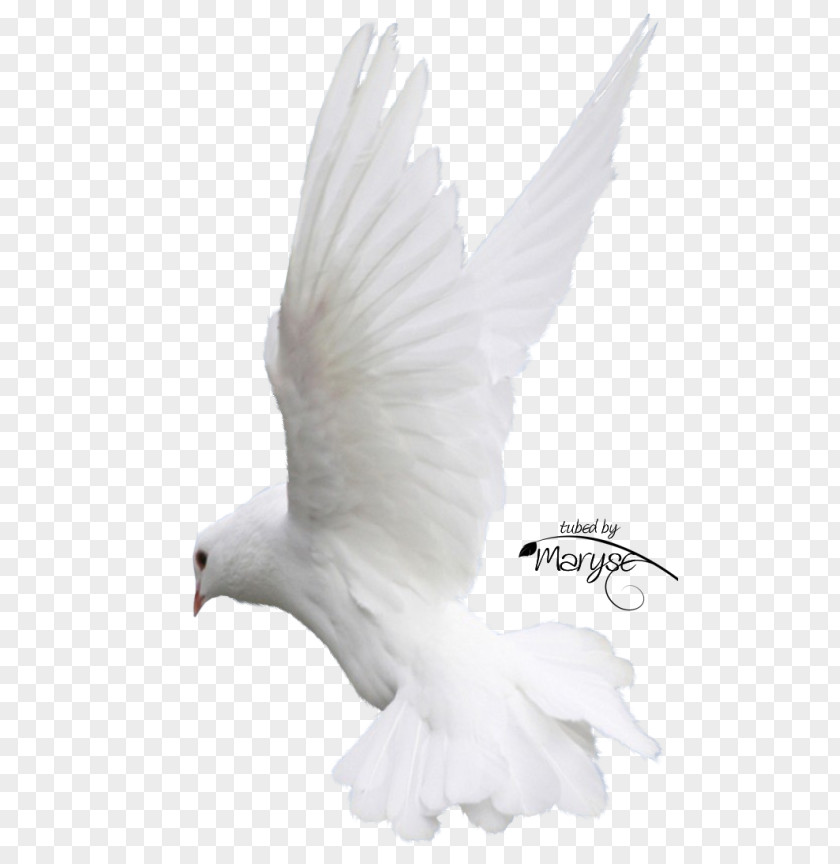 Bird Columbidae Homing Pigeon Flight Feather PNG