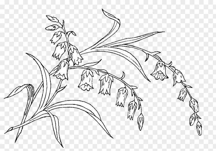 Bohemia Corner Sketch Mammal Illustration Line Art Graphics PNG