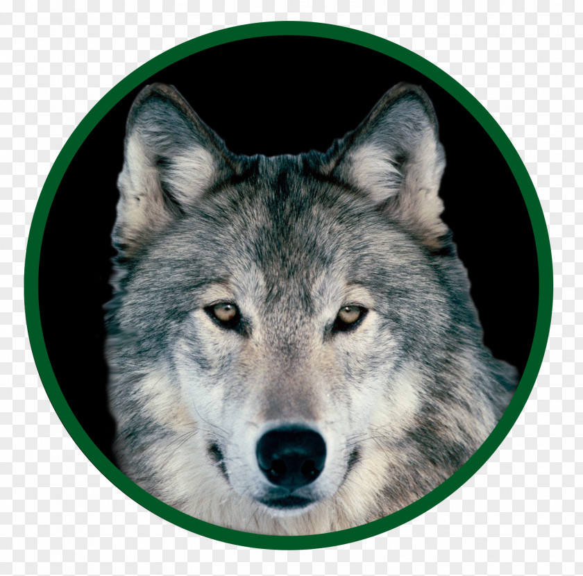 Dog Arctic Wolf Red Fox Mexican Indian PNG