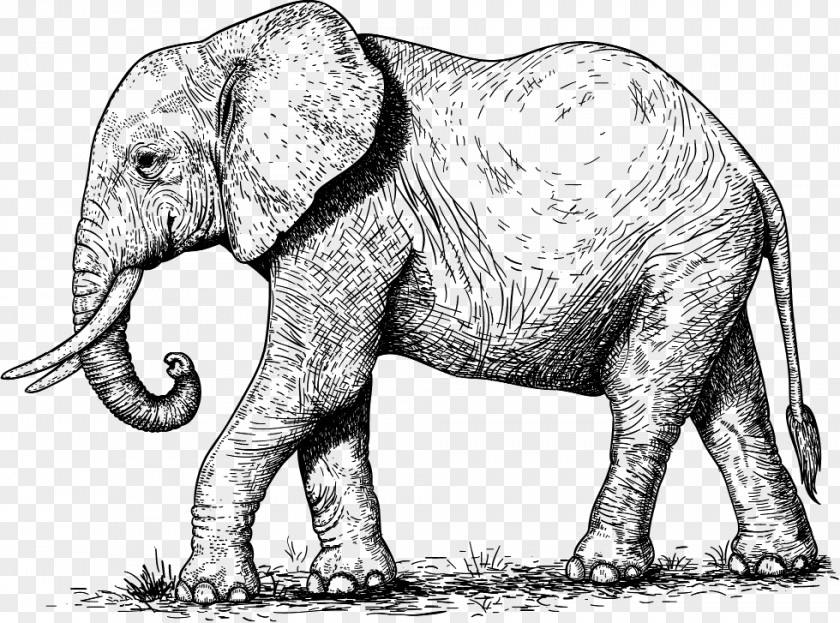 Elephant Stock Photography Clip Art PNG