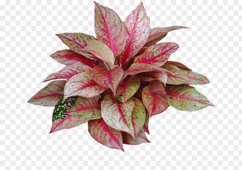 Flower Houseplant Chinese Evergreen Ornamental Plant PNG