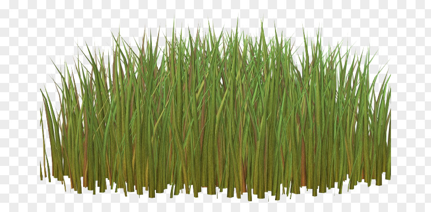 Green Grass Herbaceous Plant Clip Art PNG
