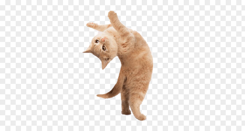 Kitten Yoga Cats: The Purrfect Workout Kittens: Take Life One Pose At A Time Dogs PNG