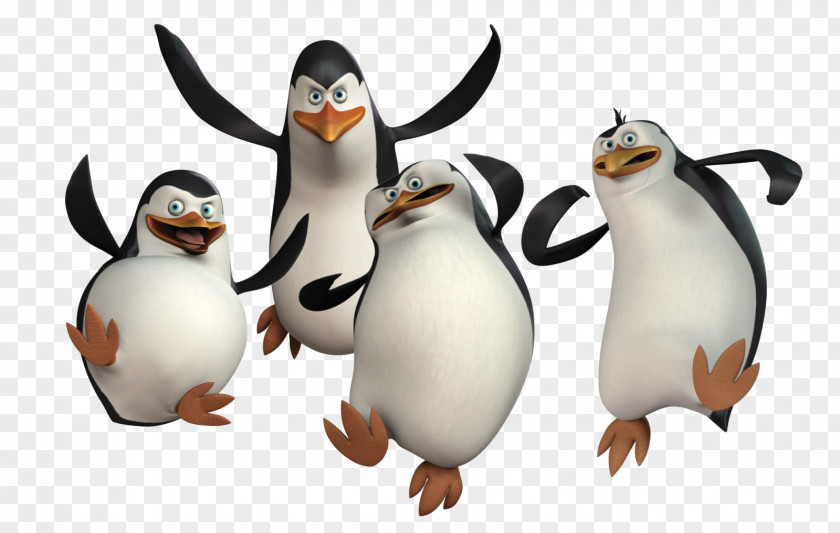 Madagascar Penguins Penguin DreamWorks Animation Desktop Wallpaper Film PNG