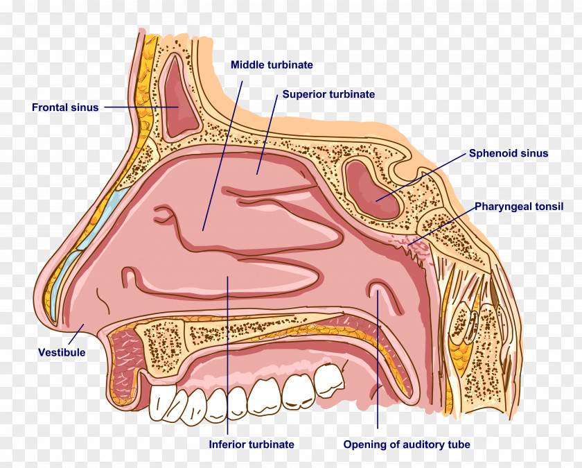 Nose Anatomy Of The Human Bone Sinus PNG