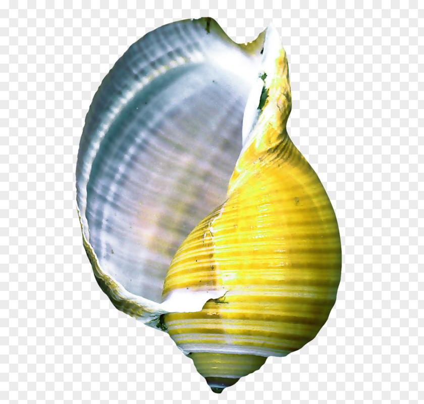 Yellow Conch Seashell Information Clip Art PNG