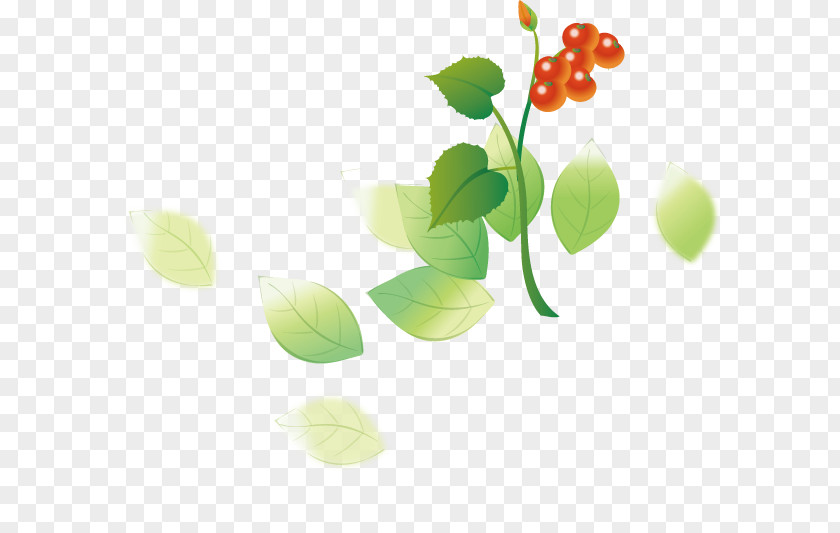 Cherry Tomatoes Tomato Fruit Auglis PNG