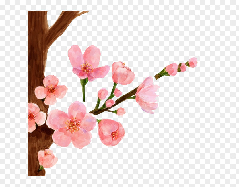 Drawing Peach Cherry Blossom Watercolor Painting Spring PNG