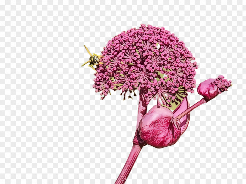 Flowering Plant Allium Cut Flowers Flower Pink Lilac Purple PNG