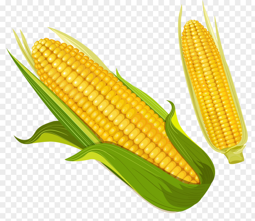 Golden Corn On The Cob Maize Food Kernel PNG