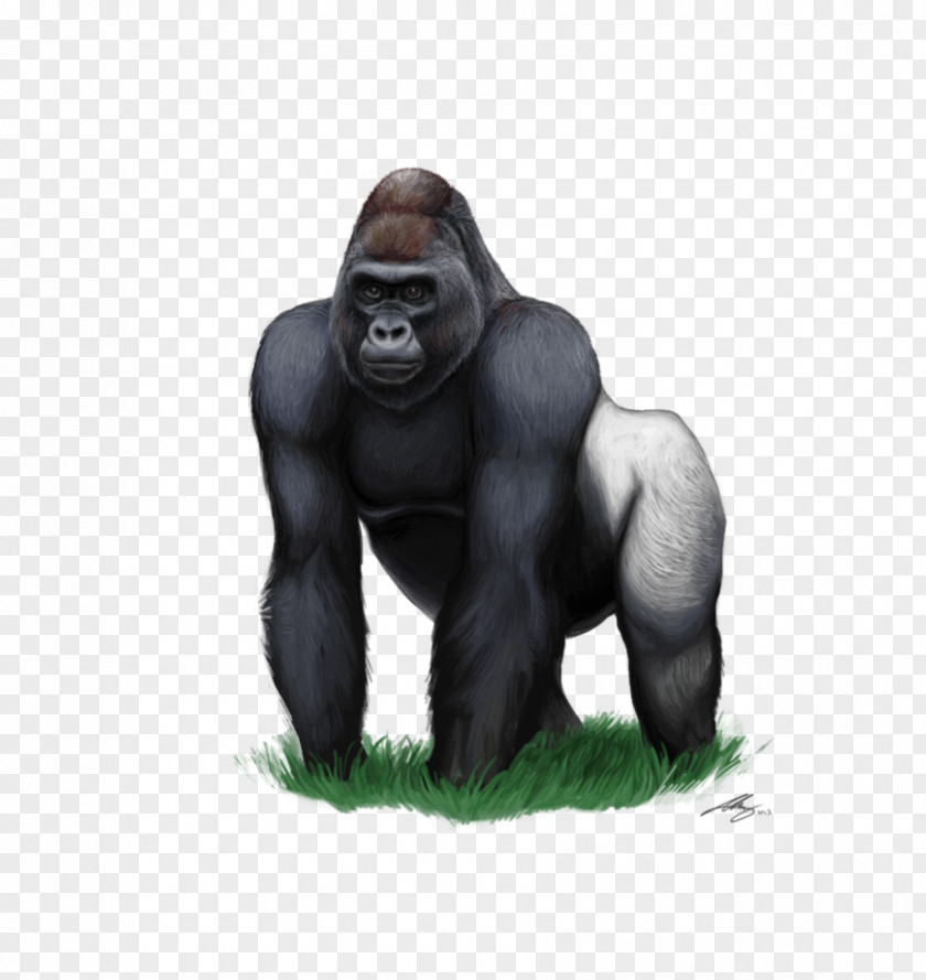 Gorilla Download Western Lowland Clip Art PNG