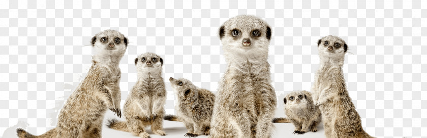 Meerkat Think One Team: The Revolutionary 90 Day Plan That Engages Employees, Connects Silos And Transforms Organisations Royalty-free PNG