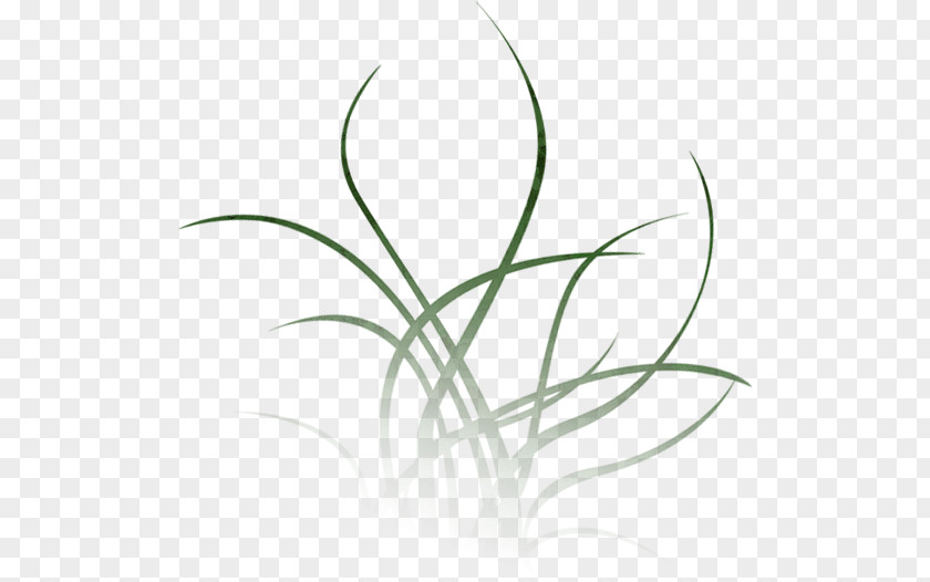 Waterflower Aquatic Plants Water Leaf Singer-songwriter PNG