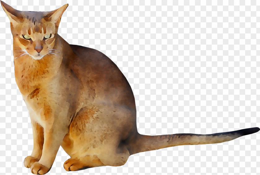 Abyssinian Cat Chausie Aegean Somali Whiskers PNG
