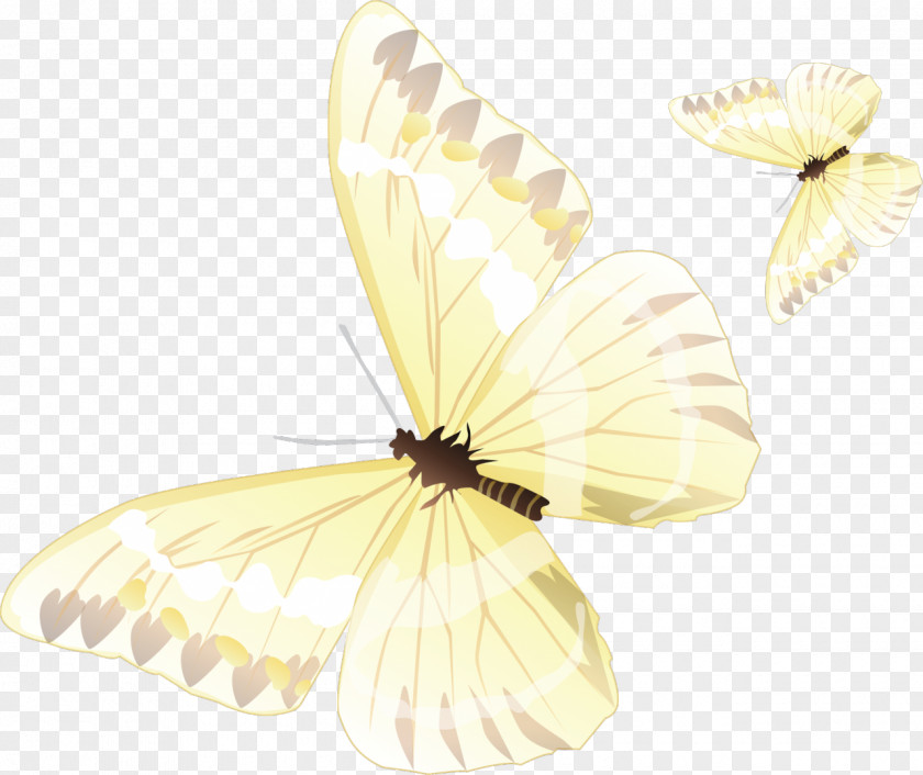 Butterfly Color Clip Art PNG