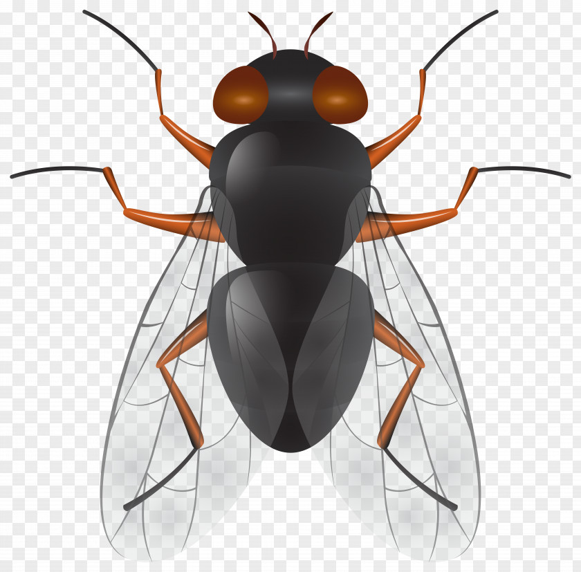 Cockroach Insect Fly Clip Art PNG
