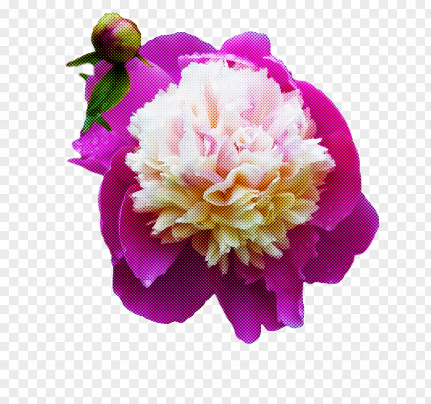 Garden Roses PNG