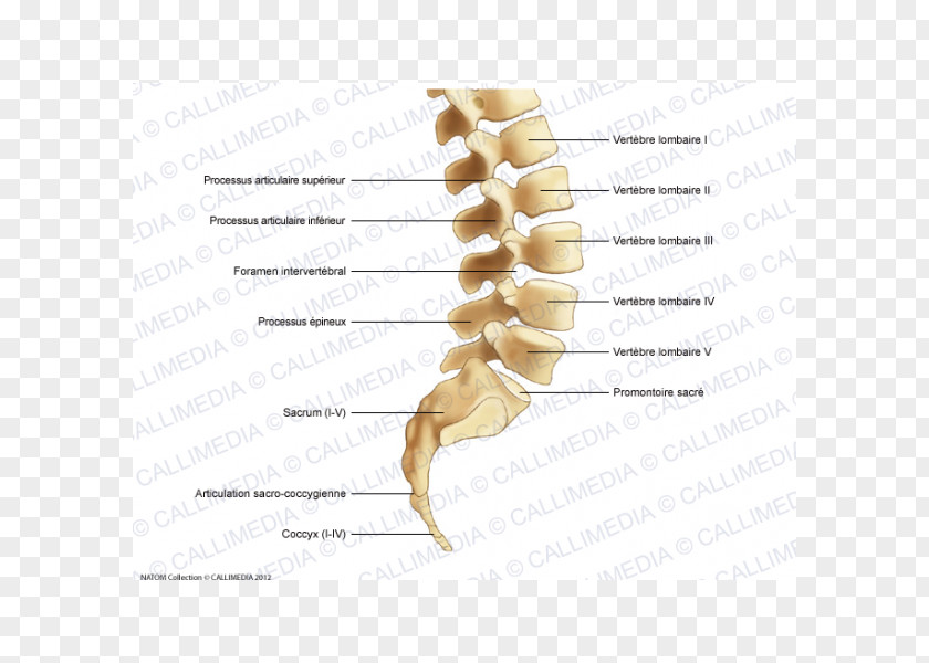 Intervertebral Foramen Lumbar Vertebrae Vertebral Column Spinal Cord Cervical PNG