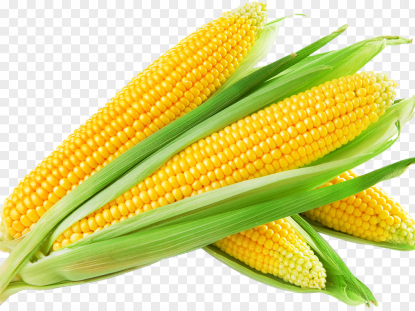 Maize Sweet Corn Clip Art PNG