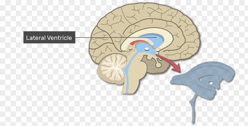 Brain Ventricular System Human Lateral Ventricles Anatomy PNG
