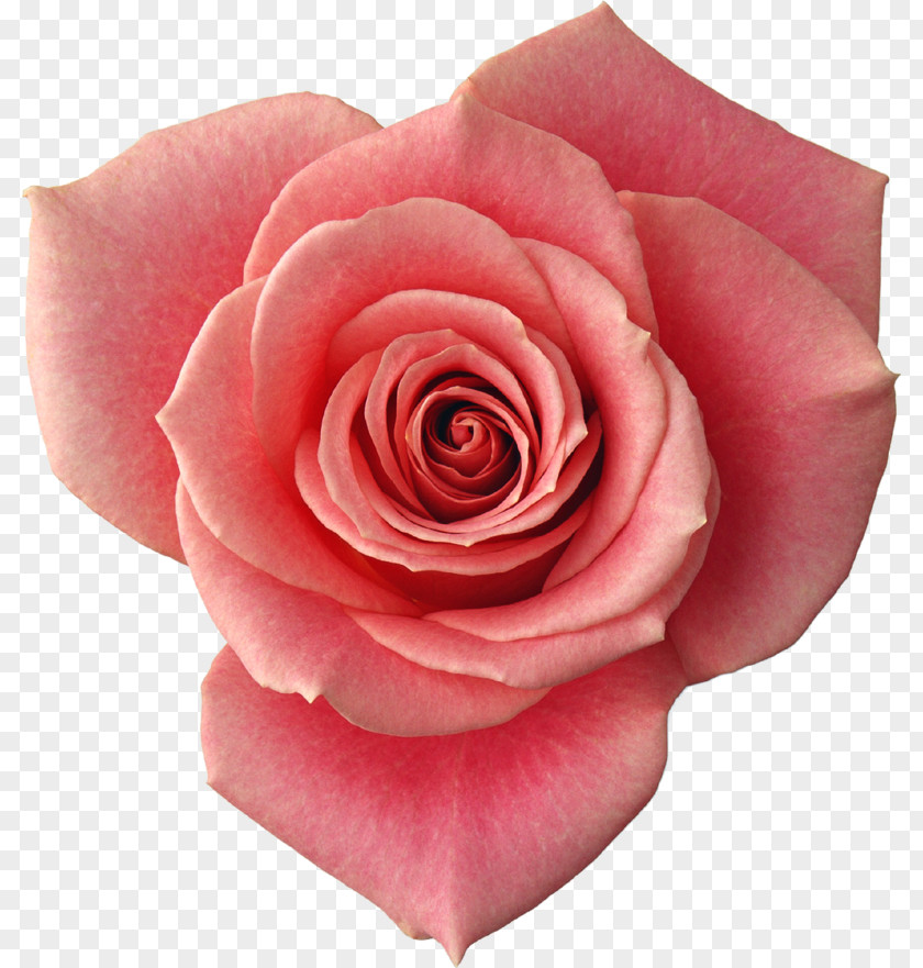 Flower Garden Roses Desktop Wallpaper Clip Art PNG