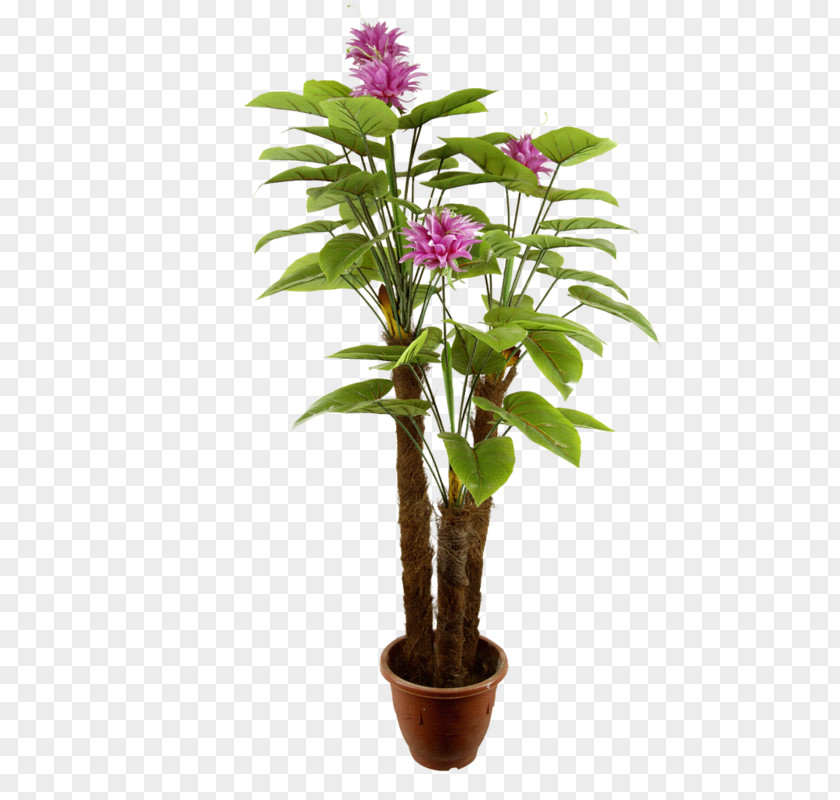 Potted Plants Norfolk Island Pine Houseplant Flowerpot PNG