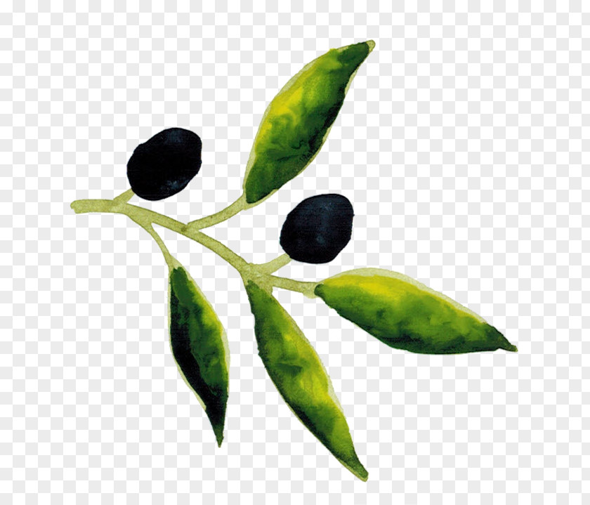 Twig Flowering Plant Olive Tree PNG