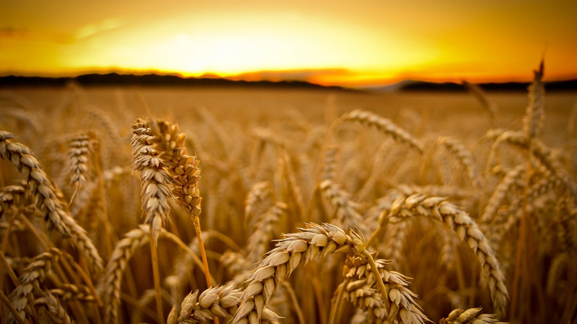 Wheat Russia Cereal Export Grauds PNG