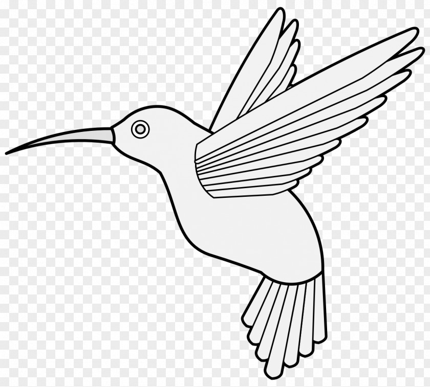 Coraciiformes Pollinator Bird Line Drawing PNG