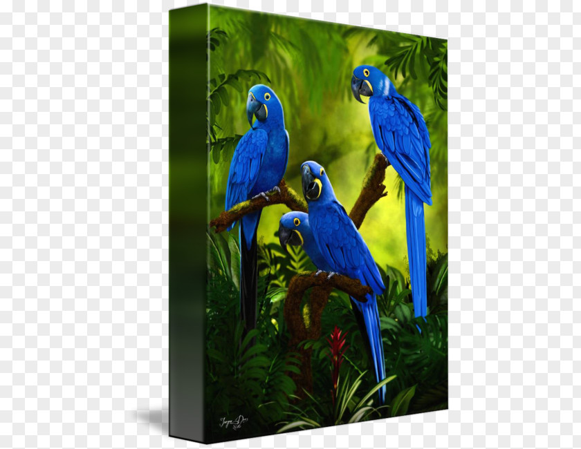 Hyacinth Macaw Parakeet Cobalt Blue Feather Beak PNG