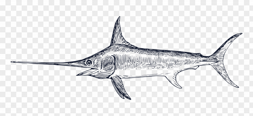 Swordfish Drawing Billfish Clip Art PNG