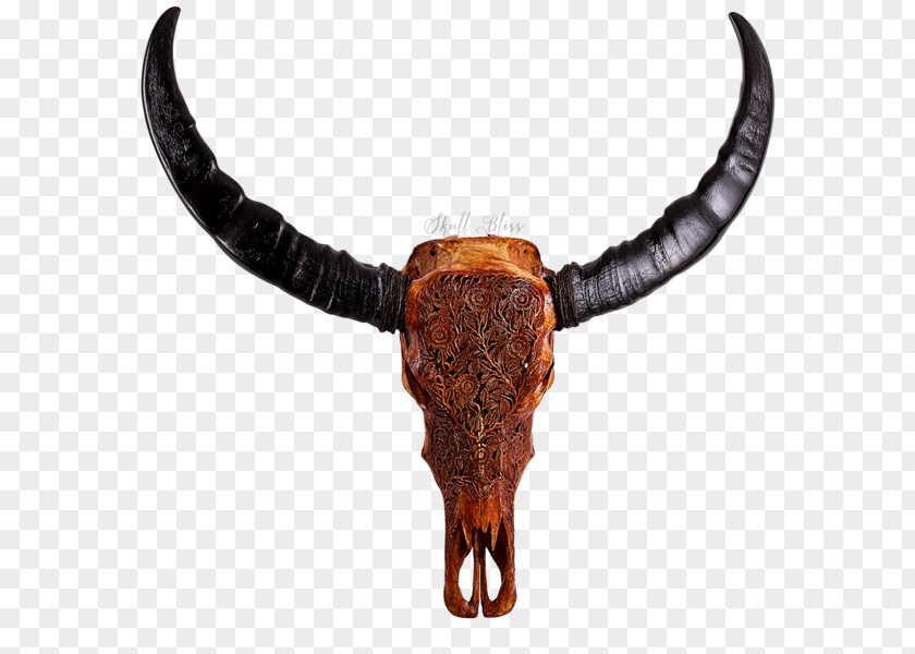 Buffalo Skull Cattle Water Horn Ox Dragon PNG