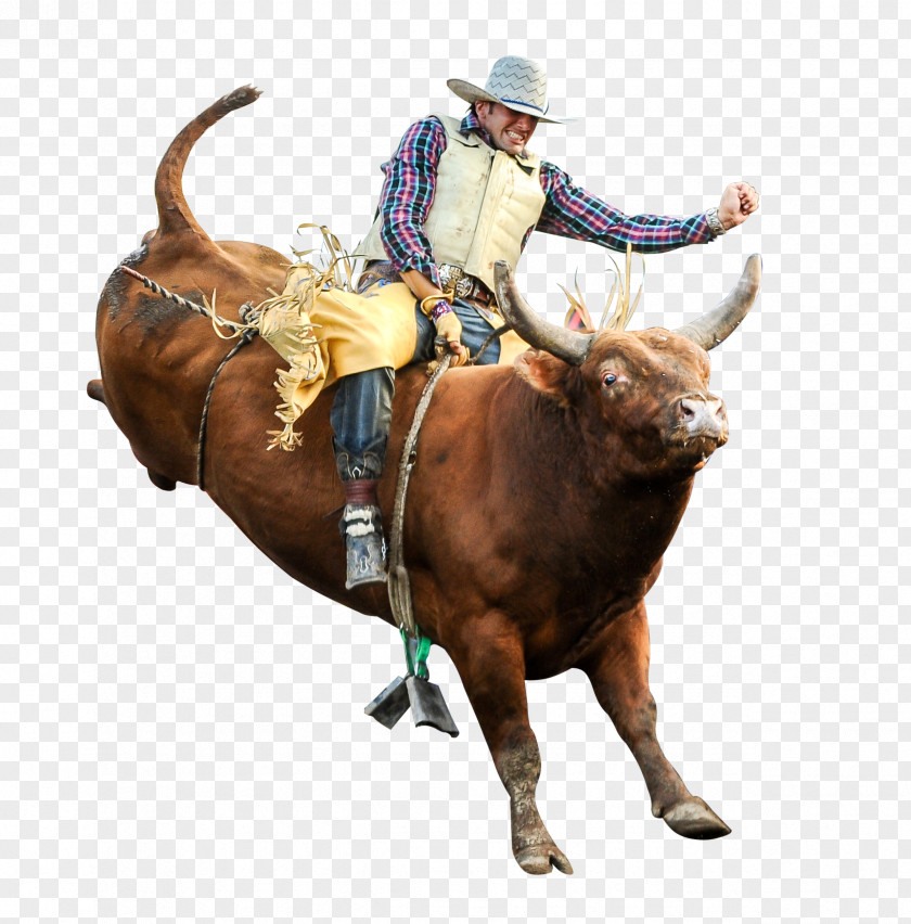 Bull Riding Professional Riders Rodeo Bucking PNG