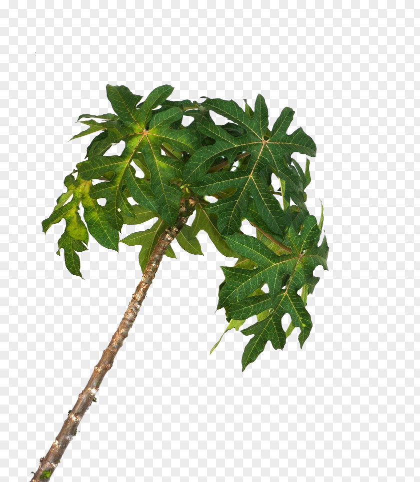 Curved Papaya Tree Fruit IOS Jailbreaking PNG