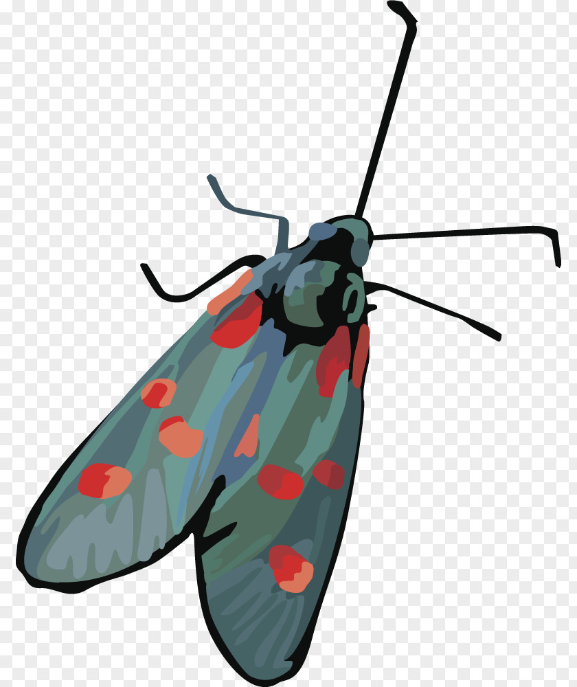 Dragonfly Insect Vector Butterfly Moth PNG