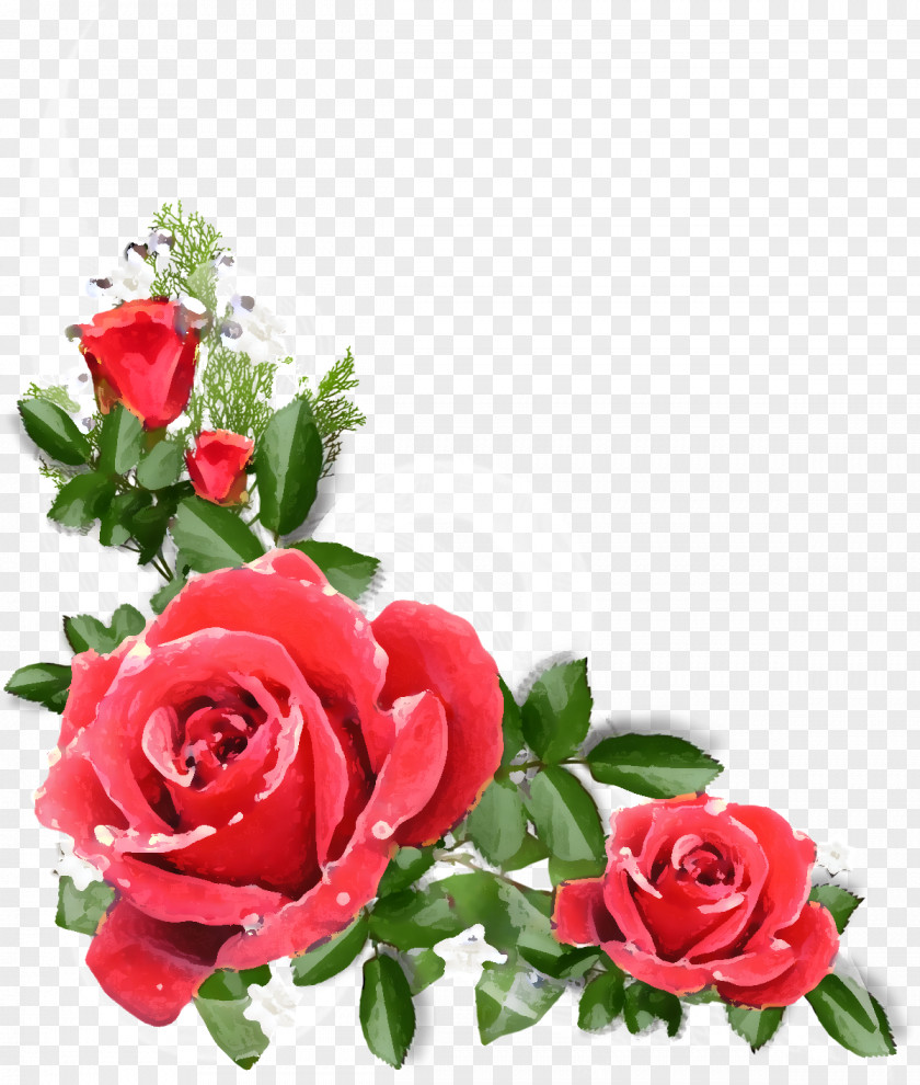 Flower Garden Roses Cabbage Rose Floribunda Floral Design PNG