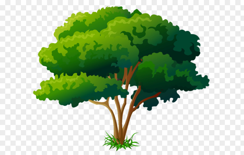 Tree Clip Art PNG