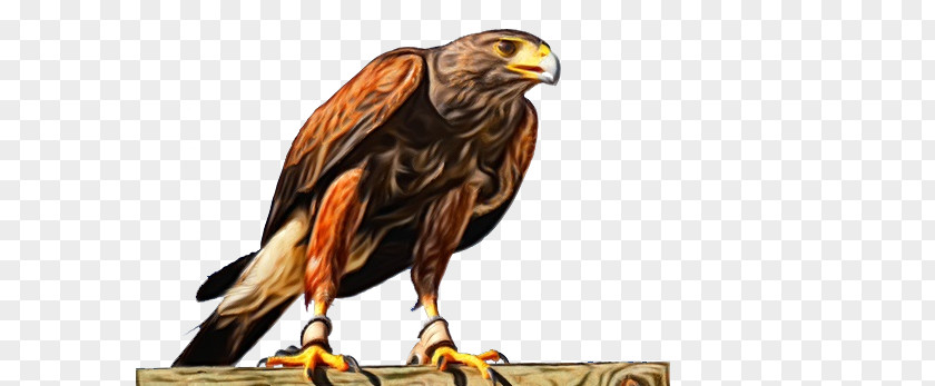 Falcon Beak Bird Of Prey Golden Eagle Hawk PNG