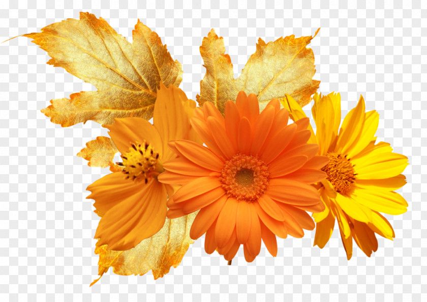 Flower Calendula Officinalis Mexican Marigold Stock Photography Clip Art PNG