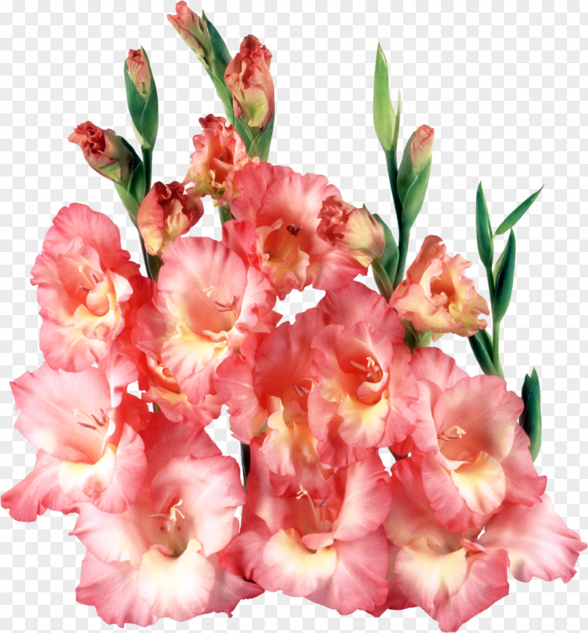 Gladiolus Birthday Display Resolution Holiday Clip Art PNG