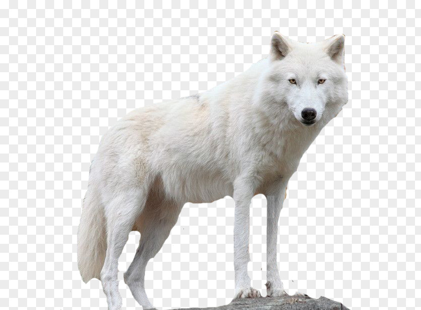 Snow White Fur Wolf Icehotel Alaskan Tundra Layers Ice Hotel PNG