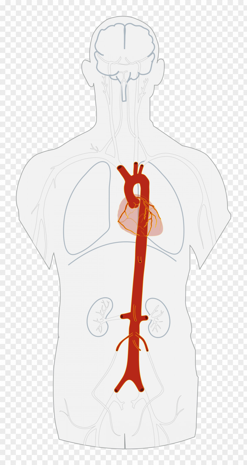 Abdominal Descending Aorta Artery Heart PNG