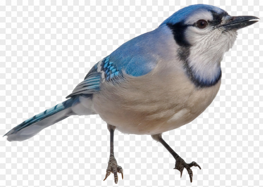 Bird Blue Jay Finches Common Chaffinch Sparrow PNG