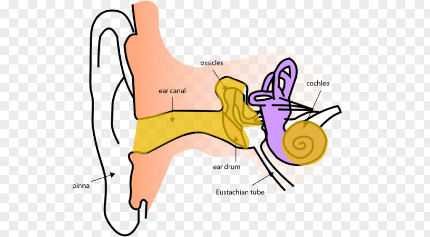 Ear Anatomy Inner Eardrum PNG