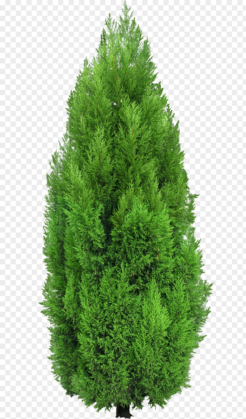 GARDEN Mediterranean Cypress Tree Evergreen Clip Art PNG