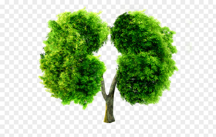 Green Lung Shape Trees China Pneumoconiosis PNG