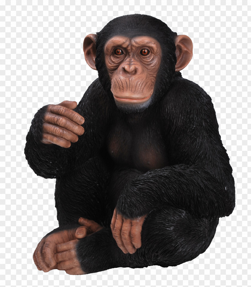 Monkey Chimpanzee Gorilla Ape Ornament Sitting PNG